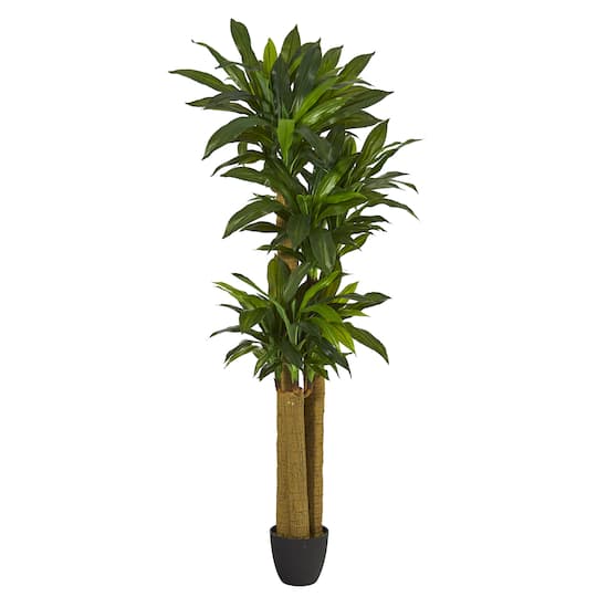 6ft. Potted Corn Stalk Dracaena